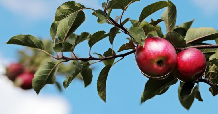 7 Healthy Tidbits about Apples